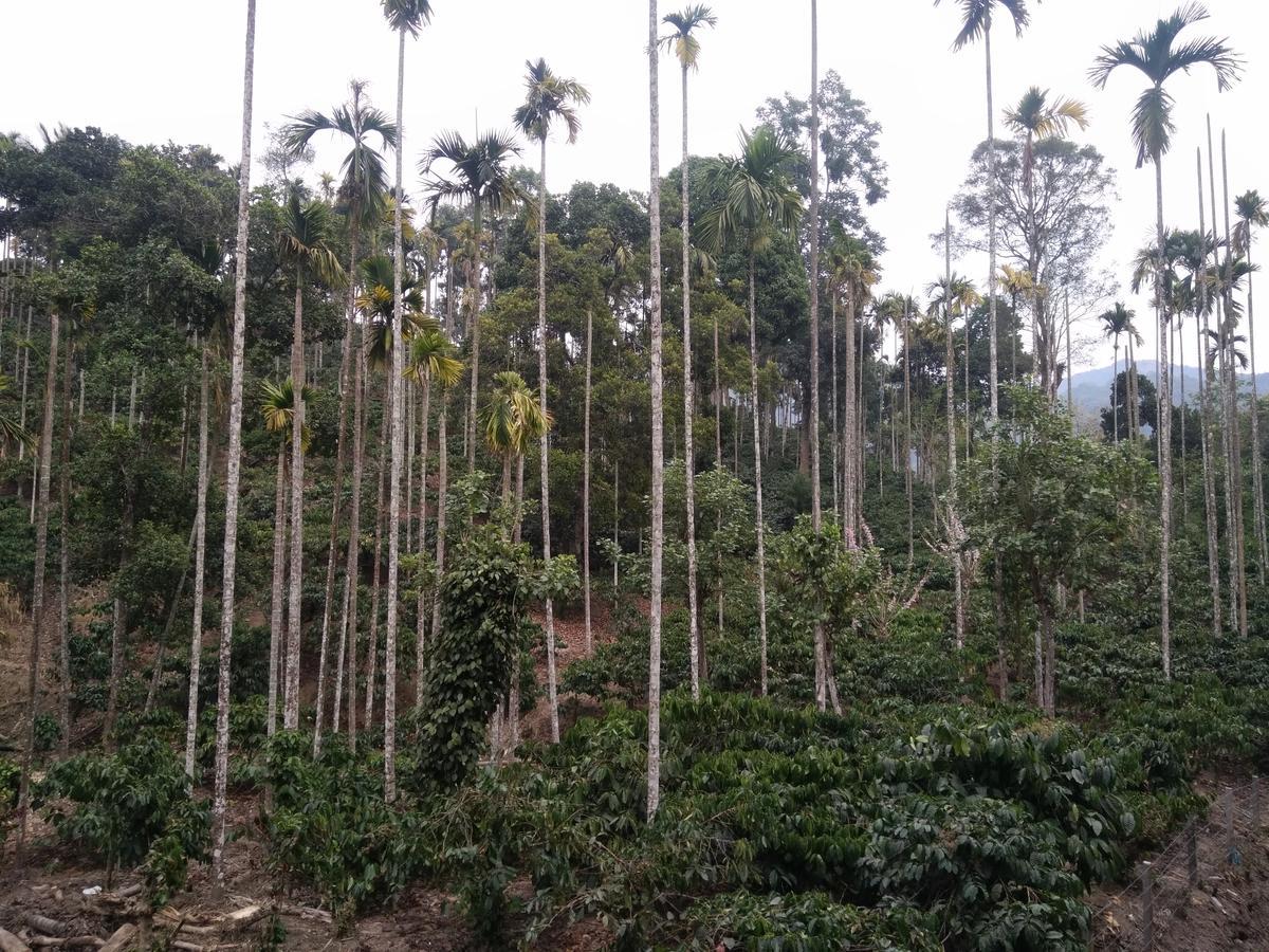 Bed and Breakfast Wayanad Royal Stream Kalpatta Exterior foto